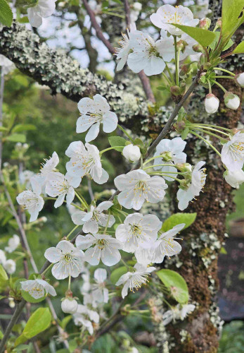 Close-up of white apple blossom.