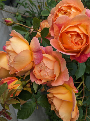 Roses in fulll bloom, with shades of both orange and pink