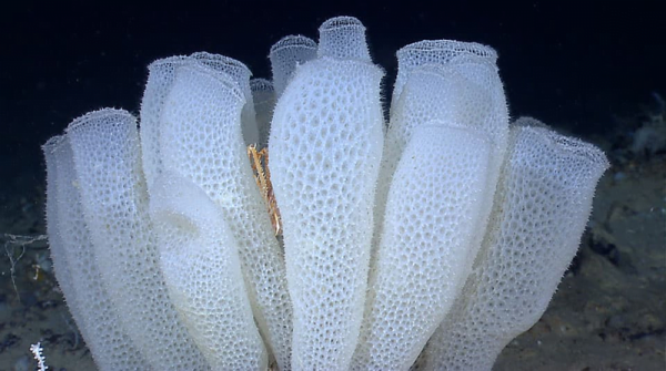 Venus flower basket sponges have elaborate vase-like skeletons.