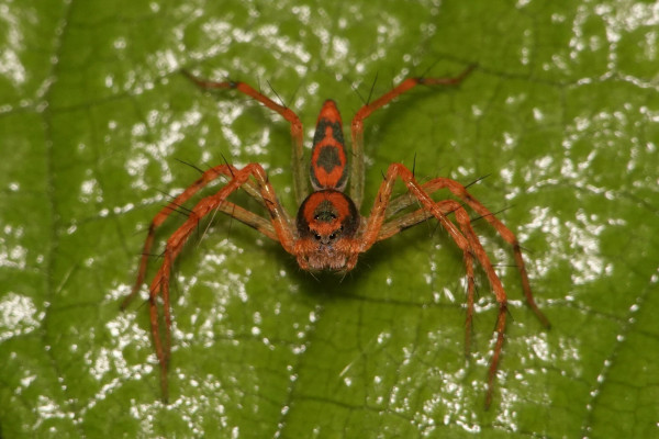 A Lynx Spider posing on a leaf. It is orange-red in colour, with a black band running down the side of the head and abdomen, with a black patch on its back. 