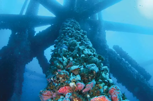 Underwater support structure, shown encrusted with mussles, barnacles, and other small marine creatures.
