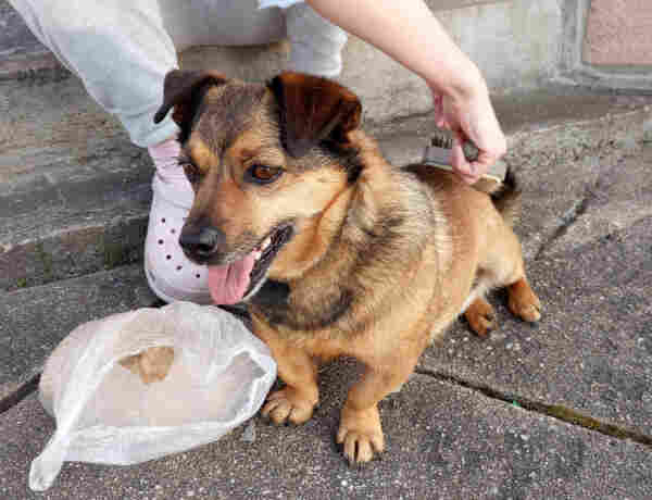 Small brown mutt looking forward with his mouth open and floppy ears rotated forward. His back is being brushed and the fur collected in a plastic bag.