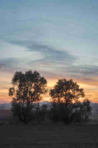Se puede ver una pareja de árboles recortados frente al atardecer.

You can see a couple of trees at sunset.