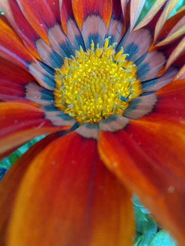 Close up of the yellow center of a flower with reddish orange petals