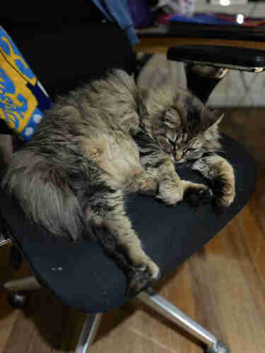 A fluffy long-haired tabby cat lays on her side on a black office chair.