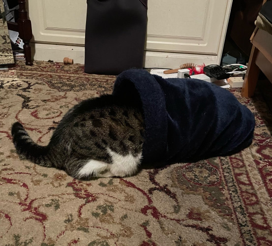 A tabby cat with a white belly sitting halfway in a fluffy dark blue cat tunnel. Her back half is the visible half 