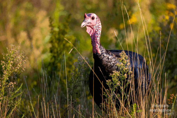 A large turkey makes its way through tall grass and weeds in the sunshine.