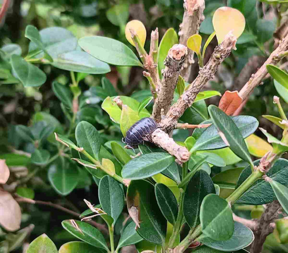 Isopod on top of a pruned hedge bush.