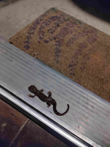 The salamander on the metal part of the doorway. I didn't notice him at first, my partner behind me did so the photo was taken from inside the house. 
