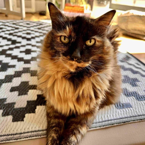 A large tortie cat staring 