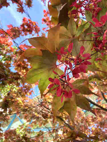 Looking up under a Japanese maple tree. Closest to us are bright deep pink keys, then some big yellow and green 7-pointed leaves, then lots more yellow orange green and red leaves up high, with glimpses of blue sky above