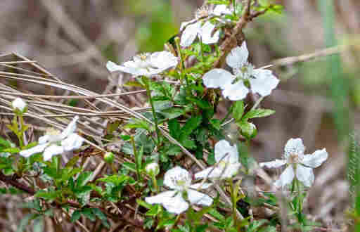 This is a photograph of some white flowers of a southern dewberry plant. 

"Imagine reaching out and touching the leaves of a plant. They’re slightly rough, with a texture similar to fine sandpaper. The leaves are shaped like elongated hearts, with serrated edges that feel like tiny saw-teeth under your fingertips.

Now, imagine a flower. It’s delicate and has five petals, each one as soft as the finest silk. The petals form a perfect circle, like a miniature sun. In the center of this sun, there’s a cluster of tiny stamens, each one like a miniature thread with a tiny bead at the end.

This is a Southern Dewberry plant. It’s a hardy plant that thrives in the wild, its white flowers contrasting beautifully with its dark green leaves. The flowers eventually give way to berries, which start off as green, then turn red, and finally become a deep, glossy black when fully ripe. The berries are edible and have a sweet-tart flavor. " - Copilot