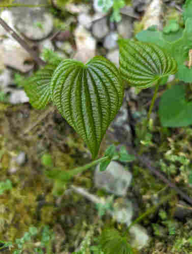 A single, deeply veined leaf is centered in the frame. It is heart shaped, vertically veined, and has horizontal wrinkles between the veins. The texture is very pronounced. Other similar leaves blurred in the background.