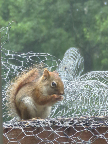 A squirrel is sitting on their haunches and nibbling benignly on a sunflower seed. They are nicely compact, with tail against their back and arms tucked in to hold the seed to their mouth. Their belly is cream white, and the red of your fur is shades of vivid orange brown. The roundness of their eyes and thinness of tail suggest that they are quite young.