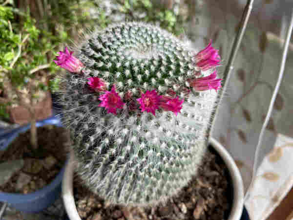 Looking down at a small mammillaria cactus with green flesh and white thorns growing in a spiral pattern. Around the top is a ring of bright pink flowers. We see eight of them open and more coming in. They flare open with curvy petals with pointy tips. 