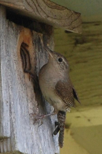 A small brownish bird clings to the side of a wooden nesting box.