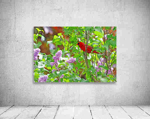 Northern Red Cardinal and purple Lilacs with green leaves canvas print  on white stucco wall with white plank floor
