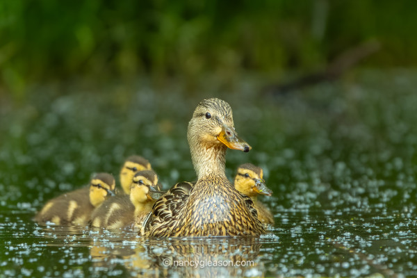 A gold and brown female mallard duck is centered and facing the viewer with her head turned slightly to the right. She has four yellow and light brown fuzzy ducklings floating behind her. They appear to also be curious about what she is viewing. They are on calm green water that is dotted with pollen from plants around the wetland. The background is blurred out green vegetation.