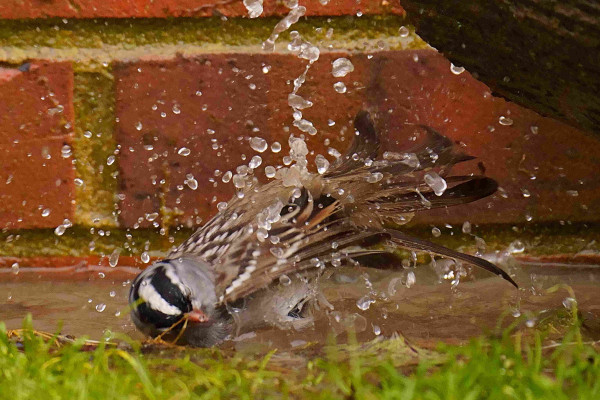 A White-crowned Sparrow throwing itself into a puddle with great commotion.  The puddle is from a hose leak next to a brick building.