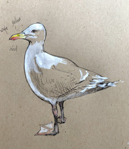 seagull sketch on toned paper with white ink and black pen.