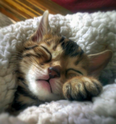 Little, sleeping dreamy kitten Neko swaddled in a sheep wool blanket when he was only 6 weeks old. Sweet baby kitten innocence.
