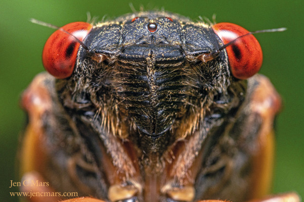 Close-up of a periodical cicada's face looking directly at the viewer. It has red eyes, a black "face" covered with orange hairs, and an out of focus orange and black carapace. The background is out of focus green.