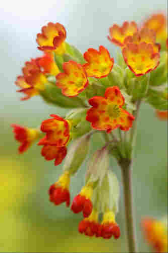 The flowers of a primula-like plant, with red ends to the petals and yellow centres. They are in varying degrees of focus against a blurry sky / vegetation background. There's a sense of movement as the wind was quite strong!