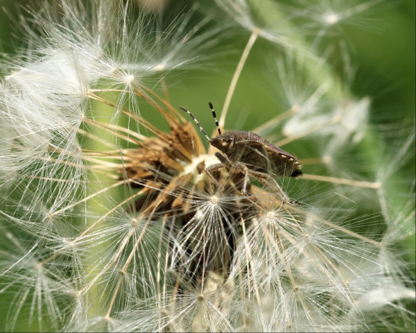 A small bug that has the body shape like an old heraldic shield stands on some dandelion seeds that are still attached to the seed head. It has stripey antennae, little bug eyes, and tiny hairs across its back and legs. There are some stripes visible on the underside of its carapace as well. Meanwhile, there are dandelion seeds all around it, both in and out of focus