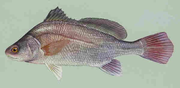 illustration of a freshwater drum