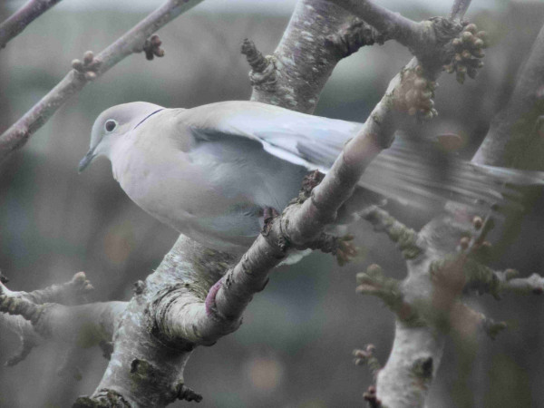 A dove with slightly opened wings sat in a bare cherry tree. The dove’s feathers are smooth and sleek looking. The photo is in mostly tones of grey with subtle blues on the dove’s feathers and very slight tan tones on other feathers and the branches of the tree.