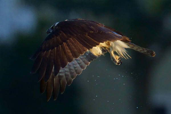 An Osprey has emerged from the water, trailing droplets.  It flies before the darkening town, the last light of the day finding only the area around its talons, albeit brilliantly.  In stark contrast, its shadowy wings obscure it like a shroud.