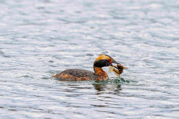 horned grebe on calm water with a fish in it's mouth.  The grebe has red eyes, and a dark brown head with light brown patches on the side of its head.