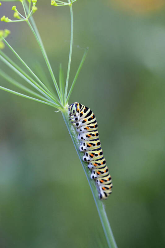 Caterpillar of an Old World swallowtail (Papilio machaon) crawling up a dill stem to have breakfast or lunch. Sometimes I have some of these beautiful small animals in my garden and share with pleasure my herbs with them.