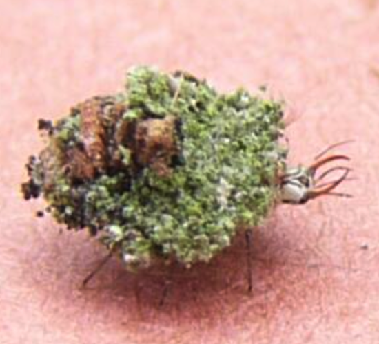 A "walking lichen" a kind of lacewing larvae that covers itself in lichen so ants won't notice it stealing their aphids. 