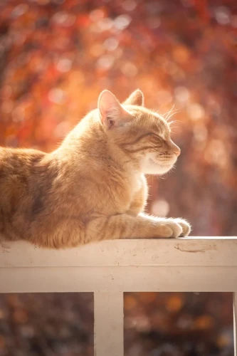 Photo of a ginger cat with it's eyes closed, seen from the right, laying on a light brown wooden fence, to a blurry background of mainly orange and red coloured nature. 