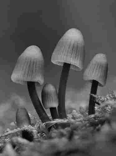 Black and white macro photo of a row of mushrooms growing on a rotten log covered in moss. There are five mushrooms, two similarly sized ones in the center and three smaller ones positioned from small to large from the left to the right. The background is entirely out of focus.