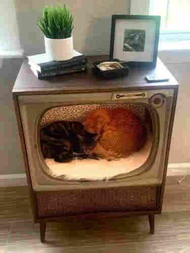 a tabby cat and a ginger cat curled up on a faux fur rug inside an vintage tv set converted for them with screen and innards removed
on top of set some nicknacks