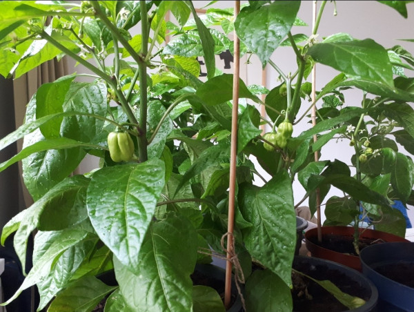 An image of chilli plants in big pots on a table. Some of the plants already have green chillies. In the background, a curtain and a painting on a white wall.
