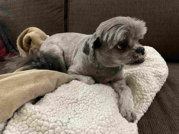 A small gray dog with short fur, posing elegantly lying on a beige blanket, with one paw forward, looking to the side in 3/4 profile. 
