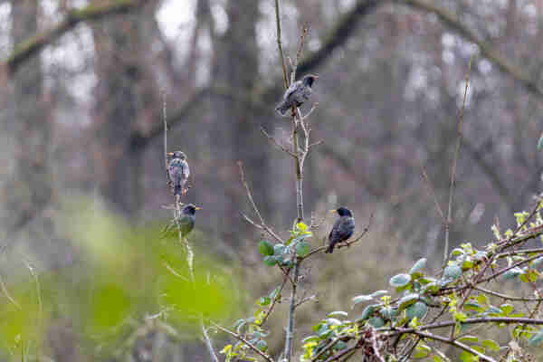 Four European Starlings on  two different branches of a tree. 