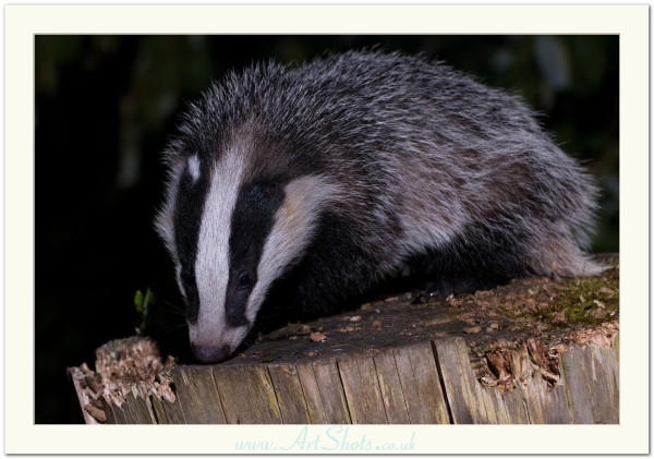 A young European badger stood on a tree stump feeding in my garden, one of three nightly visiting young badgers