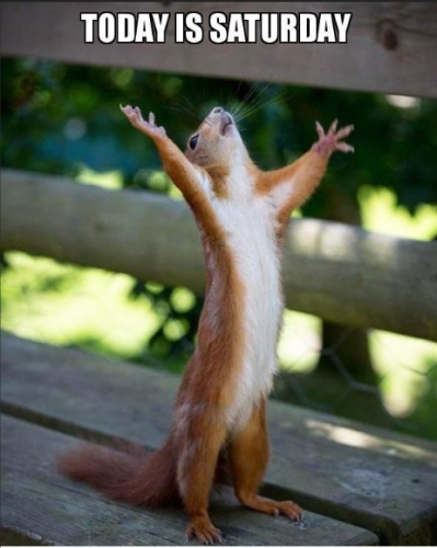 Picture , a squirrel reaching for the sky flashing its white belly , while standing on a bench. The caption reads: “Today is Saturday!”