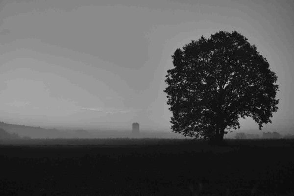 Schwarzweiß-Foto von einem Baum. Der Baum ist rechts im Bild. Dahinter erstreckt sich ein Getreidefeld. Darüber steht Nebel auf. Im Hintergrund, teilweise im Nebel versteckt, steht ein riesiger Silo.