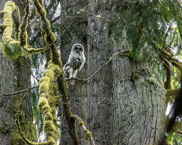 A cute Barred Owlet standing tall, showing off her legs high up in the moss-covered trees, as s/he perched on a thin branch, being vigilant and poised, one of her wings stretched out. Such a character it looked like having wool leggings on, made me smile.
