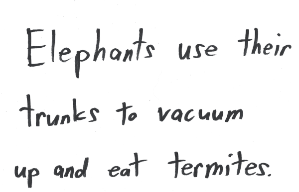 Elephants use their trunks to vacuum up and eat termites.