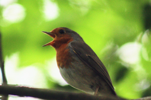 A robin perched on a branch with its beak wide open in song.