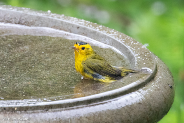 A little songbird in a bird bath, all wet and washing itself. The bird is bright yellow with a black patch on top of its head. 