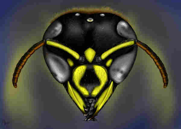 Drawing of the head of a yellow and black wasp.