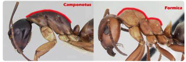 Profile photos of ant specimens from a museum collection showing the head and thorax. 

The first is Camponotus a red line shows the hump like curve of the thorax. 

The second is Formica the red line indicates a dent in the thorax. Almost like two smaller humps.