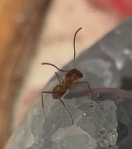 A small light brown ant perched on a bit of quartz crystal. She is very delicate. 